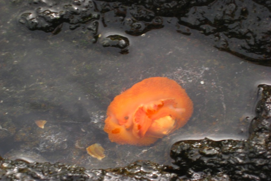 ../image/kapoho tide pools 3.jpg